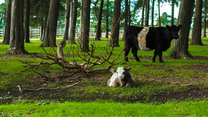 White and brown calf cow with black and white cow