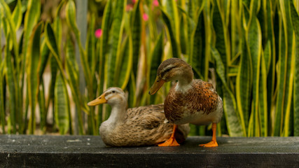 two ducks in the garden