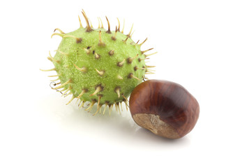 chestnut with crust
