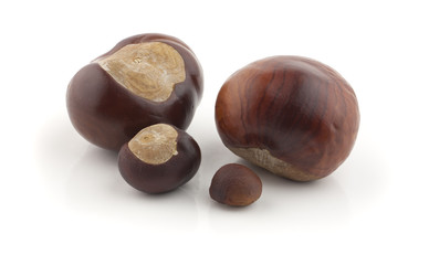 chestnut with crust
