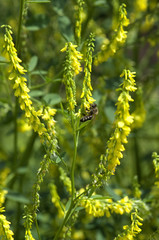 Steinklee  Melilotus, officinalis  © Ruckszio
