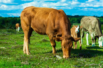 Brown and grey cows