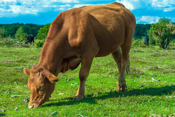 Brown cow