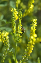 Steinklee; Melilotus, officinalis;