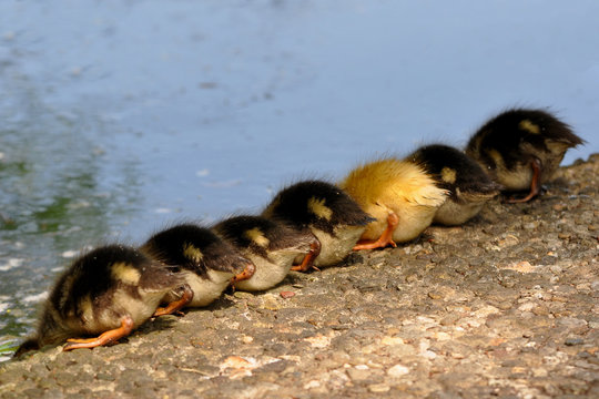 Entenk&uuml;ken am Seeufer