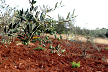 olive field - obrazy, fototapety, plakaty