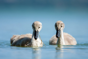 Swan babys in blue lake. 
