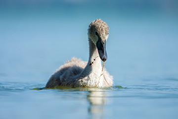 Swan baby in blue lake.  © sindler1