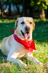 A Labrador with a red scarf