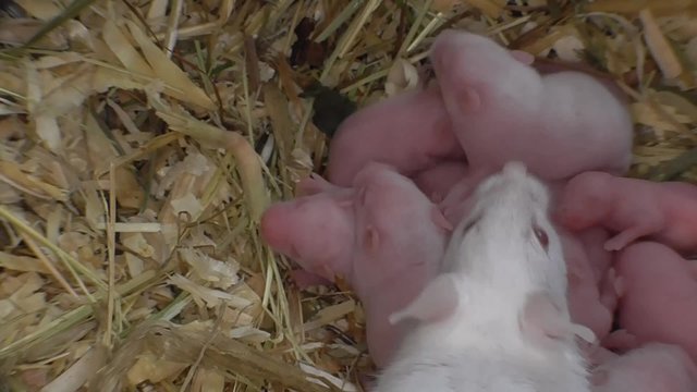 Weisse Hausmaus, Labormaus,  Mus musculus,