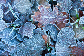 Frozen leaves.