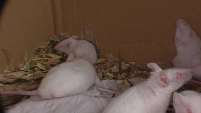 Weisse Hausmaus, Labormaus,  Mus musculus,