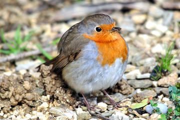 Junges Rotkehlchen am Wegesrand