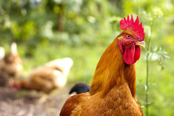 Beautiful Rooster and Hens on nature background
