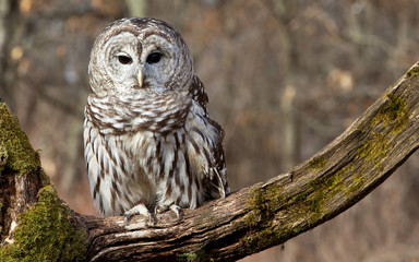 Obraz premium Barred Owl on tree branch