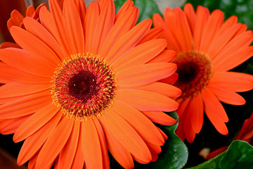 gerbera flower with water droplets close-up in natural environment