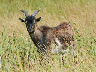 Danish Landrace goat