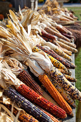 Dried maize corn at harvest time