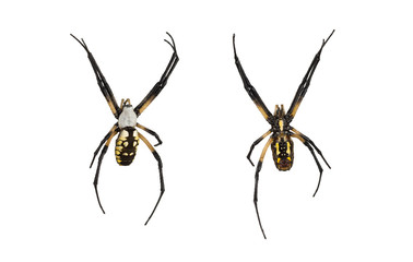 Female orb spider top and bottom