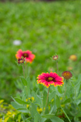 Gaillardia pulchella flower in gardent