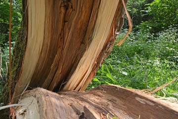 Storm damage. Broken tree