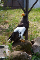 Eagle