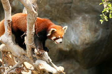 Red panda climbing on tree