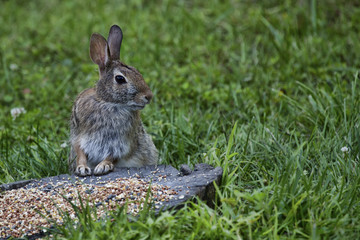 A wild brown rabbit stands alert in front of a pile of bird seed amid a field of grass. 