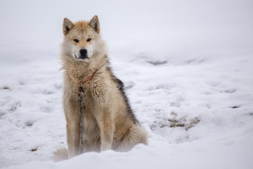 Greenlandic Husky © vadim.nefedov