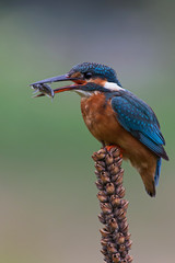 Kingfisher (Alcedo Atthis)/Kingfisher perched on large mullein seed head