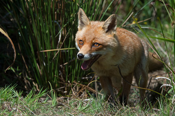 Red Fox (Vulpes Vulpes)/Red Fox in deep green grass