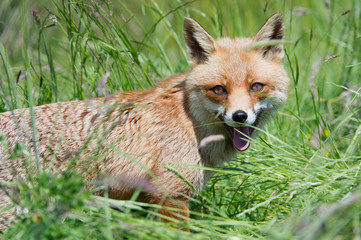 Red Fox (Vulpes Vulpes)/Red Fox in deep green grass