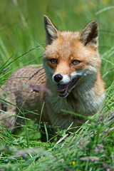 Obraz premium Red Fox (Vulpes Vulpes)/Red Fox in deep green grass
