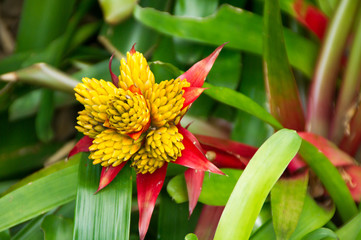 Augusta rivalis rubiaceae Pflanze Blume