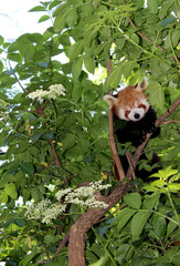 Fototapeta premium red panda