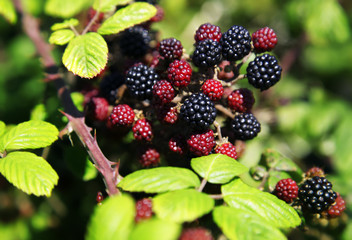 Brombeere © Friedberg