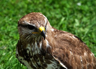 Detailed view of a bird -  falcon