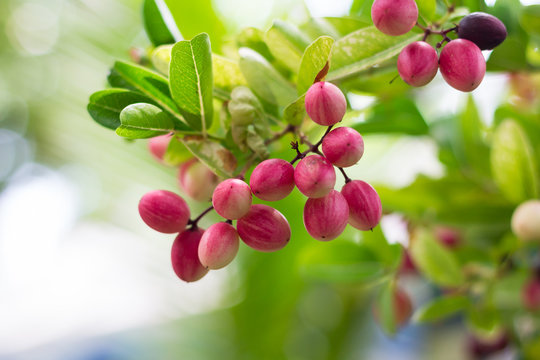 Carissa carandas on blur background.