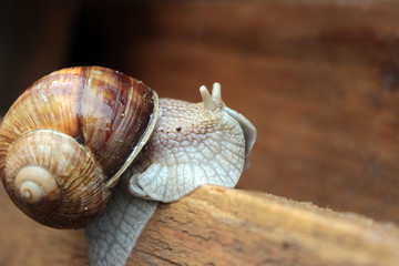 snail