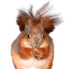 Squirrel eating corn/Funny squirrel eating corn isolated on white background