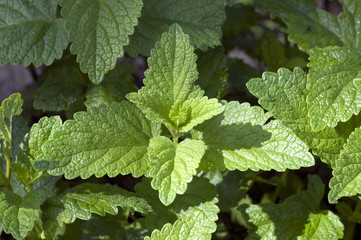 Zitronenmelisse; Melissa; officinalis