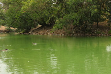 green lake with floating ducks