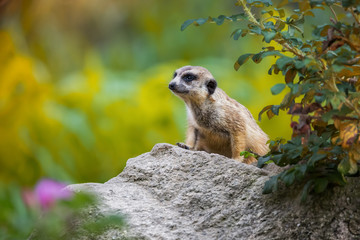 Suricata suricatta (Meerkat)