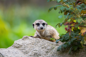 Suricata suricatta (Meerkat)