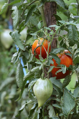 Tomates