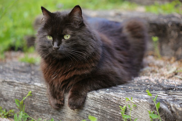 Chat