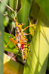 Heuschrecke Grashüpfer groß gelb