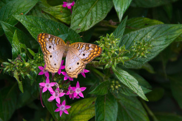 schmetterling white peacock