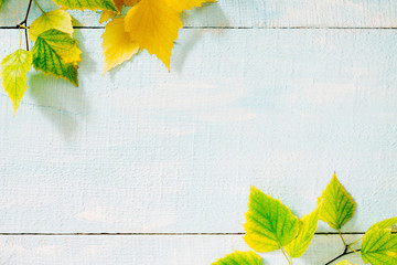 Autumn birch leaf on a blue wooden background - obrazy, fototapety, plakaty