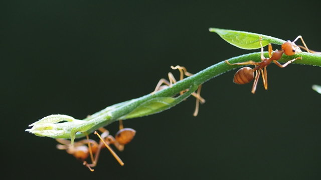 Macro close up, red weaver ant working on green tree leaves.
